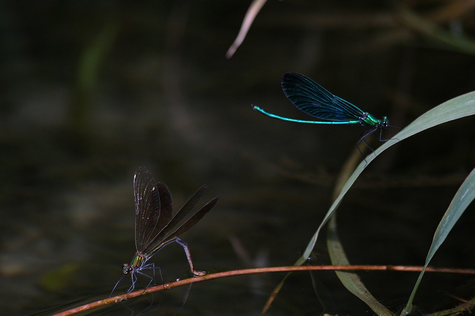 Accoppiamento Calopterix virgo - sequenza